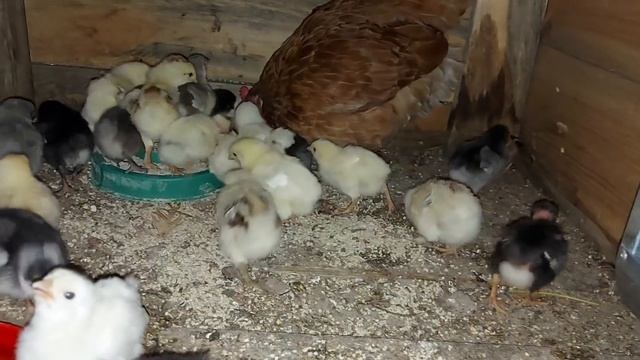 ЧТО ЖЕ делать -когда ничего не хочется ДЕЛАТЬ)) ВАНЮШКА ПОМОГАЕТ))) смотреть онлайн