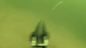 ХОД НАЛИМА НА НЕРЕСТ