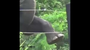 Животные  беженцы перешли границу