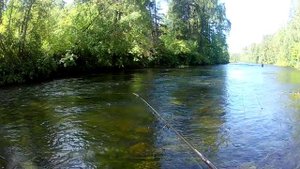 Хариус на спиннинг.