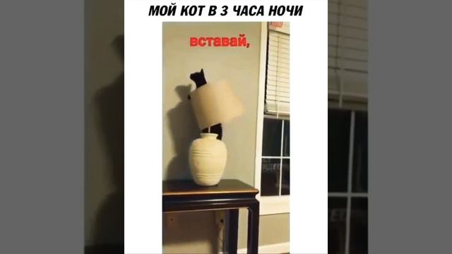 МОЙ КОТ В 3 ЧАСА НОЧИ