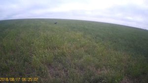 Охота на перепела с курцхааром
