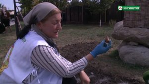 Как сажать гиацинты