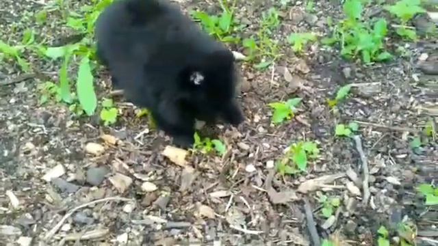 TED на даче смотреть онлайн