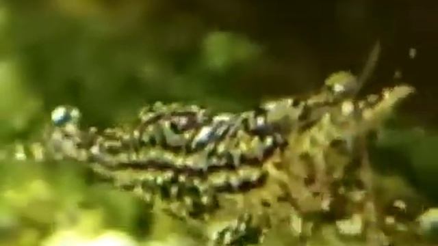 Сулавесская креветка каридина белая орхидея смотреть онлайн