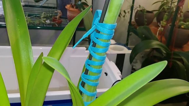 Amaryllis Opening🌻 смотреть онлайн