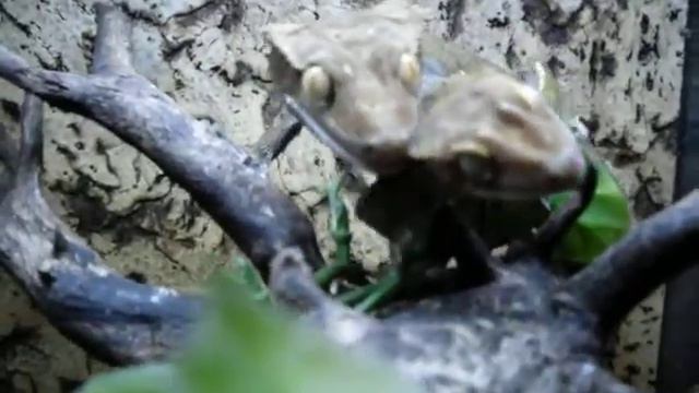 Rh. ciliatus смотреть онлайн