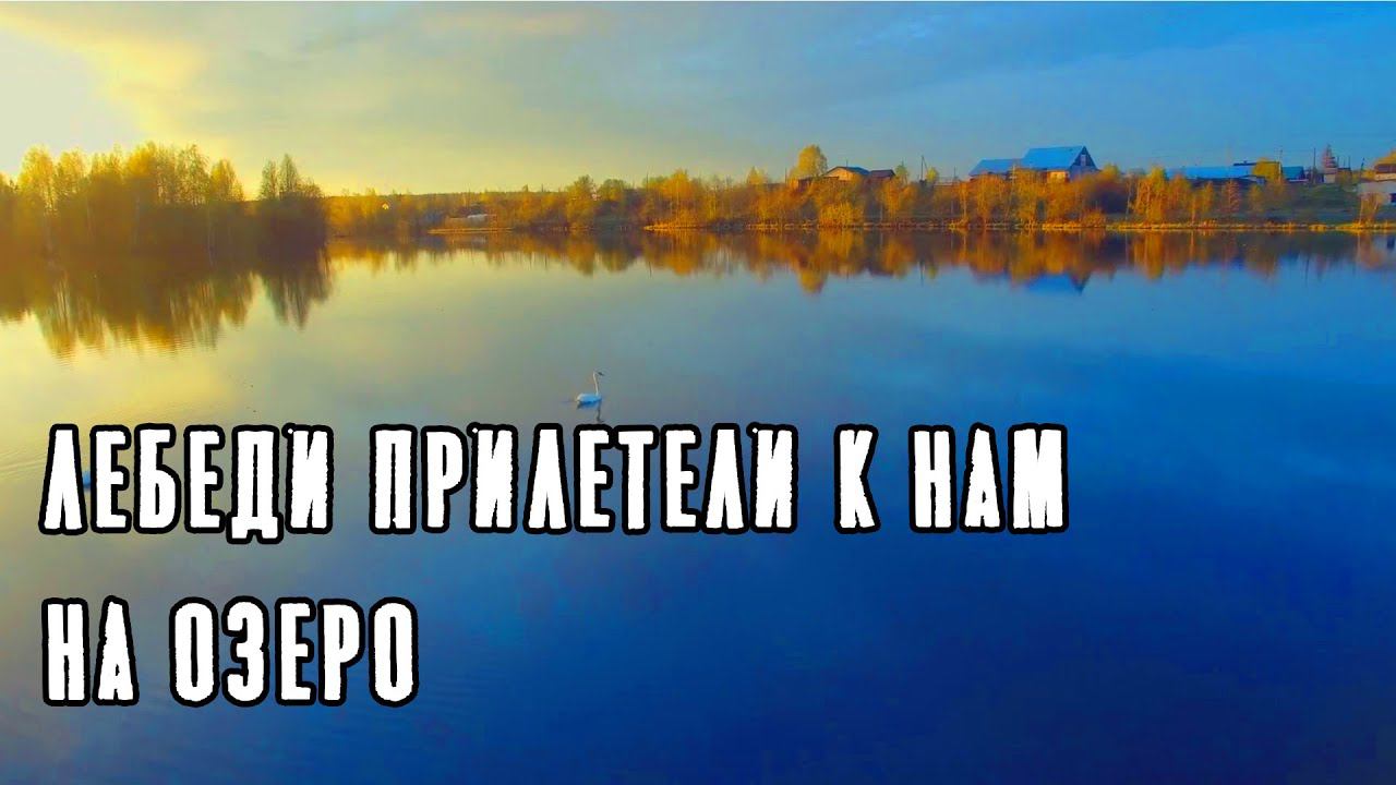 ПОЛЕТЫ НА КОПТЕРЕ НАД КРАСИВЫМ ОЗЕРОМ / КРАСОТА ЛЕБЕДЕЙ ЗАШКАЛИВАЕТ смотреть онлайн