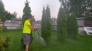 Не все это знают и не все это делают! Дождевание туй.