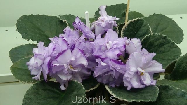 Новое поступление в Доме Фиалки коллекционера Пак Л.С.