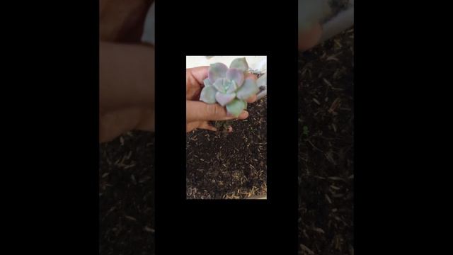 short Echeveria purple de ligt con bellas raíces 