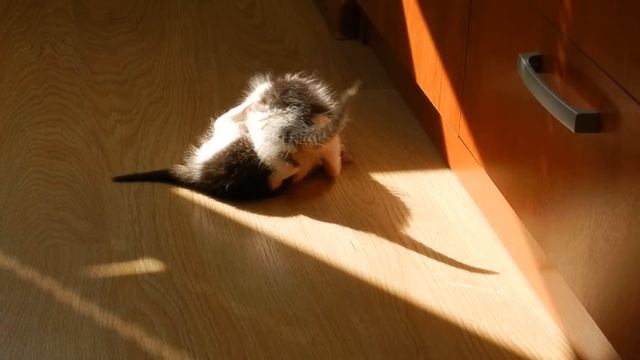 Домашние котята видео. Котята играют. Наши найдёныши :) смотреть онлайн