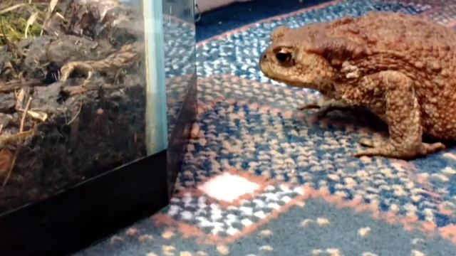 Кормление жабы | чем питаются жабы