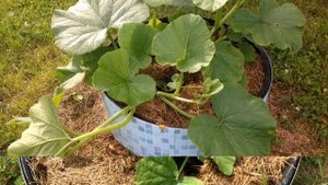 ВЫРАЩИВАЕМ ТЫКВЫ В МЕШКАХ. Сентябрь 2017. GROWN PUMPKIN IN THE BAGS.