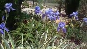 Zebra Iris 'Variegata' (Iris pallida auria ) 14 inches