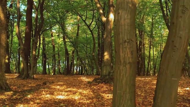 Расслабляющая музыка целебная для сердца ? Нежная музыка релакс музыка для души