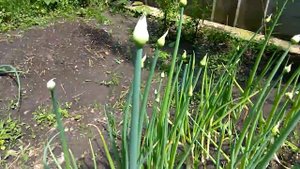 Как самому получить семена лука на зеленое перо сорта Грин Баннер.