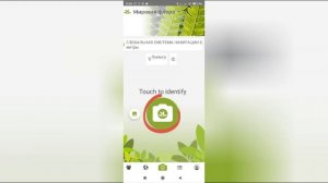 Определи название растения с помощью телефона