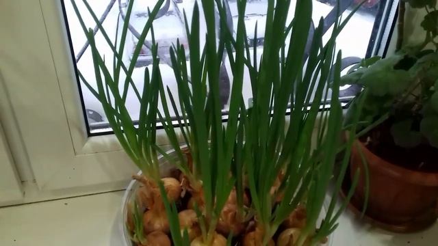 Зеленый лук. Выращиваем зеленый лук в контейнере. смотреть онлайн