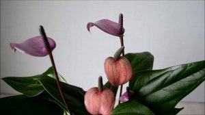 Антуриум Фиорино (Anthurium Fiorino)