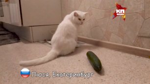 русские коты не боятся огурцов!!
