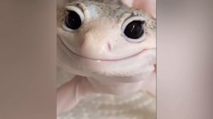 Подборка ЛУЧШИХ видео недели!