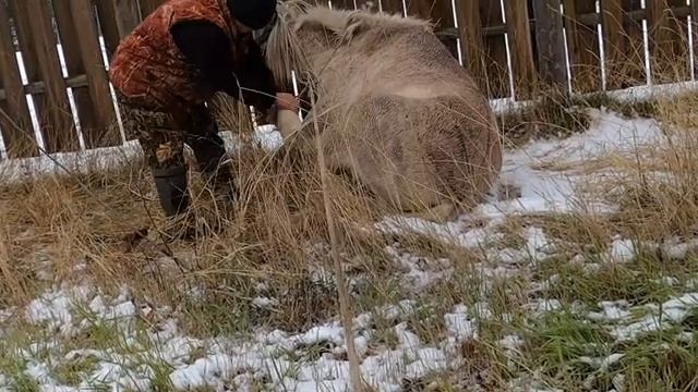 Осмотр больной ноги у лошади смотреть онлайн