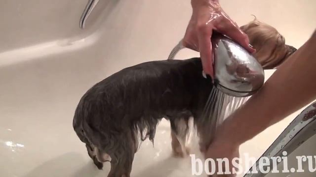 Как помыть Йоркширского терьера | моем йорка смотреть онлайн