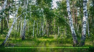 Звуки леса: пение птиц в лесу прекрасный фон для релаксации ? Звуки природы | Релакс