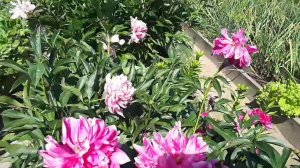 Срочно чесноку монофосфат калия.