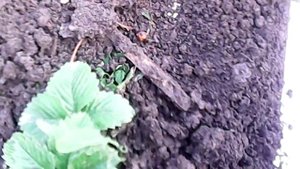 Как поймать крота.