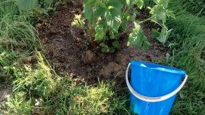 67.Малина. Уход за малиной в начале лета.