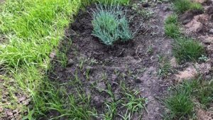 Гвоздика садовая многолетняя