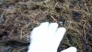 Как и когда сажать чеснок. Посадка чеснока в высокие грядки.