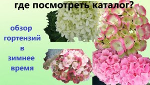 Где посмотреть каталог гортензий? Обзор гортензий дома/в теплице и в погребе.