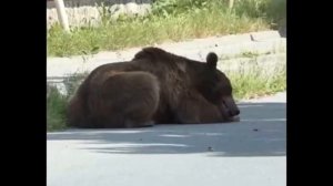 Медведь гуляет по городу. Bear walking in the street