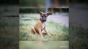 Щенки метисы мать метис овчарки, отец метис  лабрадора