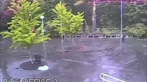 ⚡️Молния уничтожает дерево?