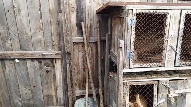 Когда начнут нестись индоутки и общий обзор хозяйства! смотреть онлайн