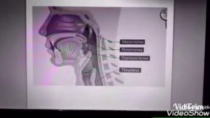 Пищеварение в ротовой полости, желудке и кишечнике