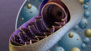 НА ЧТО ТРАТЯТСЯ МИТОХОНДРИИ У 6-ЭНЕРГОННОЙ И 16-ЭНЕРГОННОЙ РАСЫ.