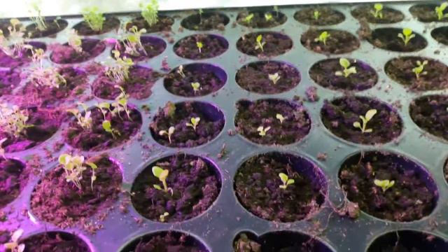 Как лобелия и петуния перенесла пикировку: