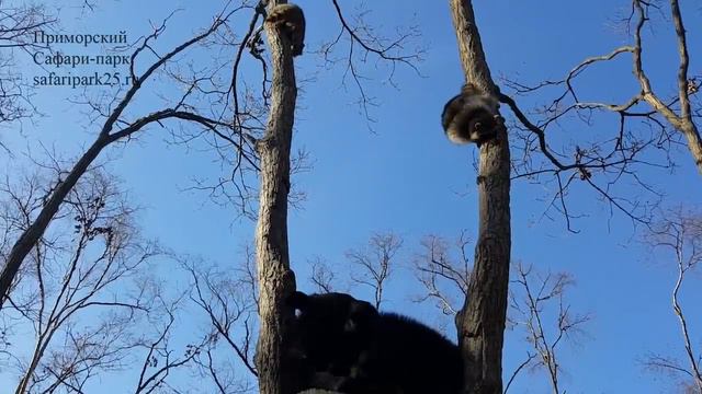 ПАРК ХИЩНЫХ ЗВЕРЕЙ 1 НОЯБРЯ 2017 г. смотреть онлайн