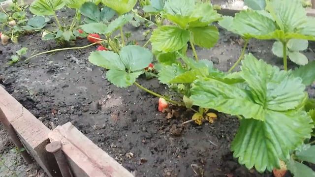 Ремонтантный очень крупный сорт клубники.*Альбион*