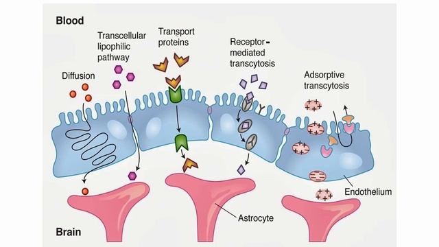 USMLE RX - 9.Неврология и спец.чувства - 1.Анат,физо - 3.Гематоэнцефалический барьер (ГЭБ)