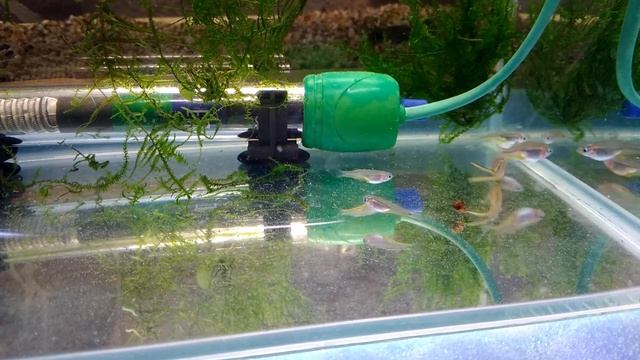 Попондетта фурката, или вильчатохвостая синеглазка Pseudomugil furcatus смотреть онлайн