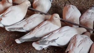 Голуби Турецкая Такла, Красноярский край, г. Канск.