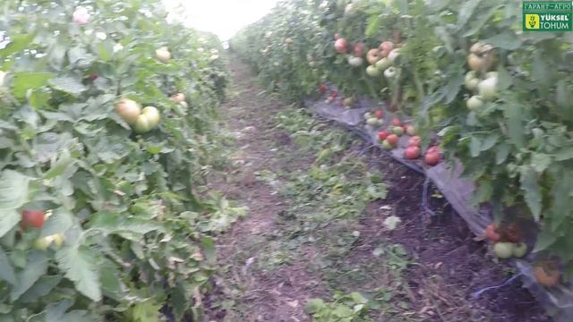 НЕ ТРЕЩИТ!!! Спелый плод на растениях! НОНСЕНС! ПИНК МАРГАРИ F1 (ДЖИТИ-ИР1) смотреть онлайн