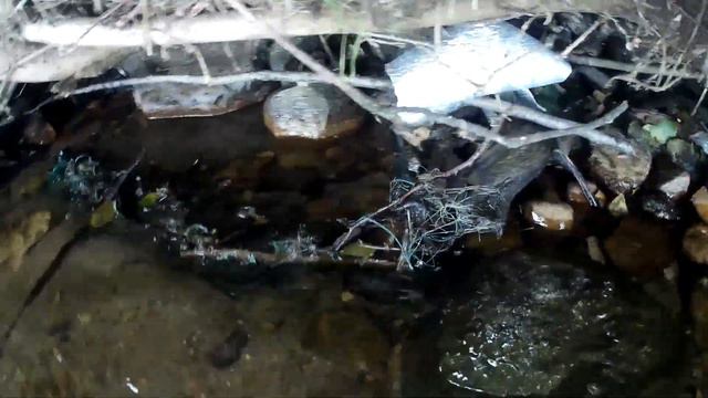 Десногорск, рыба, раки, много солнца. смотреть онлайн