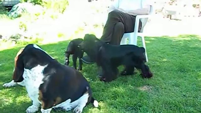 Black Zwartbles cross cade lambs with a cocker spaniel and two basset hounds 004 смотреть онлайн